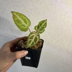 アンスリウム レッドクリスタリナム変異株 - メルカリ