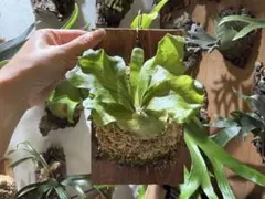 P.coronarium（White ×Thailand dwarf）胞子培養 - メルカリ