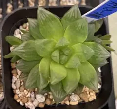 ハオルチア　オブツーサ