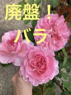四季咲き薔薇イングリッシュローズ【◯◯ド◯◯ーニュ】【挿し木用