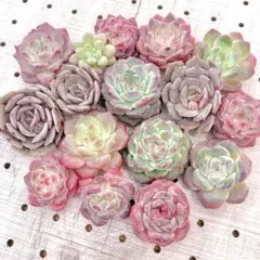 エケベリア　カット苗セット　メルカリ便　寄せ植え　多肉植物　韓国苗