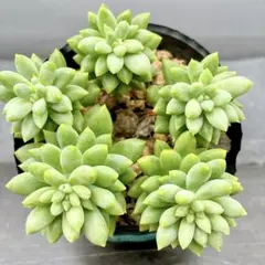多肉植物❤︎レッドベリー錦① 抜き苗 1苗 - メルカリ
