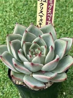 多肉植物 ミックスベリア 桃染華 おらいさん苗 - メルカリ