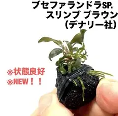 専用◆特◆ブセファランドラSP.スリンブブラウン大株溶岩石 デナリー #ブセさか ◇特◇ブセファランドラSP.スリンブブラウン溶岩石 デナリー #ブセ