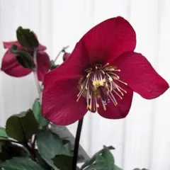 さかえ様 リクエスト 2点 まとめ商品