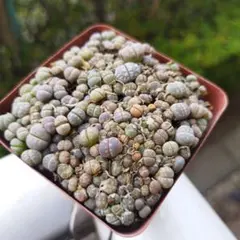 にゃろ☆プロフ読んでね☆様 リクエスト 2点 まとめ商品 2鉢分追加。。