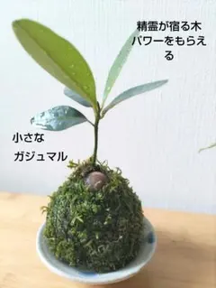 2026年最新】黄金ガジュマルの人気アイテム - メルカリ