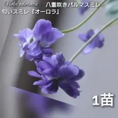 NECOCO様 リクエスト 2点 まとめ商品