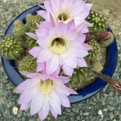 花サボテン カキコ 3個セット 朝の5時半頃から開花します - メルカリ