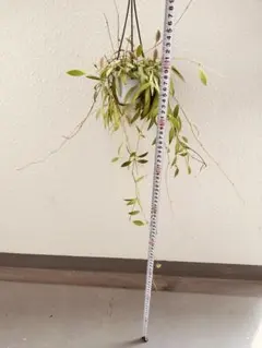 2025年最新】ホヤ 植物の人気アイテム - メルカリ