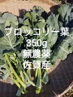 ブロッコリー葉350g 農薬不使用 佐賀産 ネコポスいっぱい