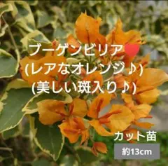 2026年最新】ブーゲンビリア 斑入りの人気アイテム - メルカリ