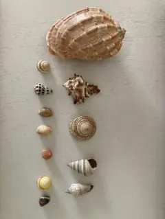 貝殻アソート 12個セット　デコレーションパーツ　アート　クラフト用