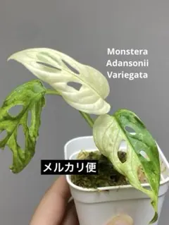 2025年最新】斑入りモンステラ ハーフムーンの人気アイテム - メルカリ