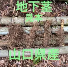 真竹苗 真竹地下根っこ2本組 タケノコ用、鑑賞、目隠し、工芸用など