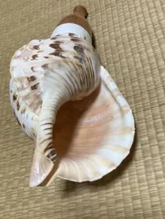 Item thumbnail for item a0ce9414-b98b-4fe9-8d49-2ab6e9e8b727