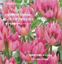 希少原種系✨ガーデンオブクルシウス(原種系チューリップ) 2球根✨cute枝咲きのサムネイル