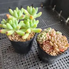 2026年最新】多肉 苗 セットの人気アイテム - メルカリ
