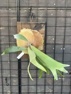 ビカクシダ 板付け3点セット(ウィリンキー、ホワイトホーク