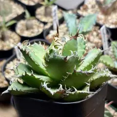 2025年最新】アガベフィリグリーの人気アイテム - メルカリ