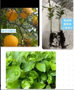 本日限定/枚数増量中】無農薬 柚子の葉 140枚 - メルカリ