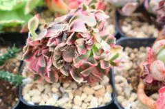 2026年最新】アエオニウム綴化の人気アイテム - メルカリ