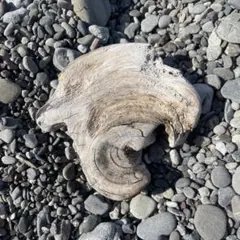 【天然物】流木11