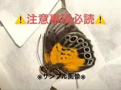 2025年最新】アグリアス 蝶の人気アイテム - メルカリ