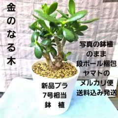 No.R8-001 金のなる木のサムネイル