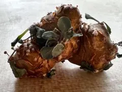 No.n536オトンナ カカリオイデス　実生株塊根 コーデック