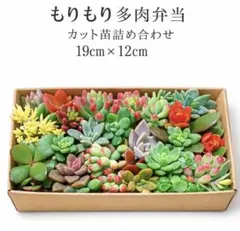 2026年最新】多肉植物 苗セットの人気アイテム - メルカリ