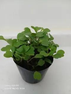 カノン様 リクエスト 2点 まとめ商品