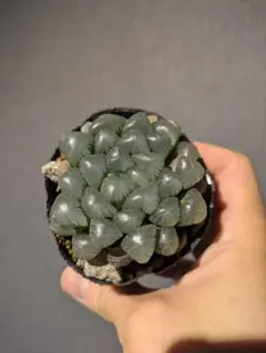 ハオルチア　オブツーサのサムネイル