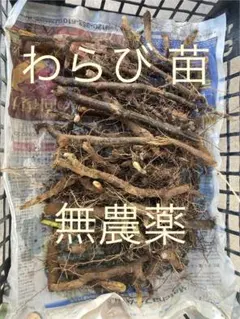 わらび　苗　130本 2025年最新】ワラビ苗の人気アイテム - メルカリ