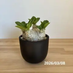 2026年最新】恵比寿笑いの人気アイテム - メルカリ