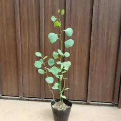 ④4号×3 ユーカリ ポポラス 苗 苗木 観葉植物 - メルカリ