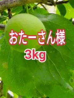 uzuran様　山梨県産　新鮮　青梅　白加賀梅　15kg うさぴょん様 山梨県産 新鮮 青梅 白加賀梅 5kg - メルカリ