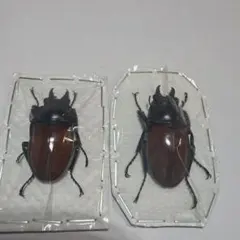 クワガタ標本 2匹のサムネイル