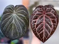 2026年最新】anthurium michelleの人気アイテム - メルカリ
