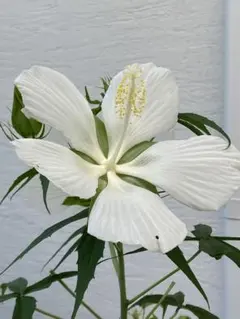 おもち♡様 リクエスト 5点 まとめ商品