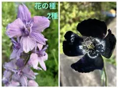 花の種 2種 千鳥草 ラークスパーアールグレイ＆ポピーブラックマジックの種のサムネイル