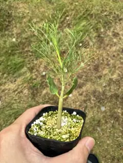 H286 希少種 塊根植物 コミフォラ 実生株 極美 m*o様 H286 希少種 塊根植物 コミフォラ 実生株 極美 - メルカリ