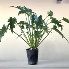 2025年最新】クッカバラの人気アイテム - メルカリ