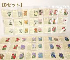 英国アンティーク ケンジタス シルクカード 60枚 ミディアムサイズ