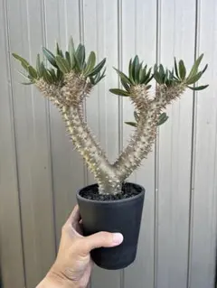 悔恨植物 パキポディウム デンシフローラム 実生株のサムネイル