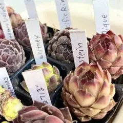 センペルビウム　15種類 名前付　センペルビブム　抜き苗のサムネイル
