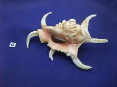 カミナリサザエ Bolma girgyllus クリーム＆ドット模様　貝殻標本 カミナリサザエ Bolma girgyllus クリーム＆ドット模様 貝殻標本