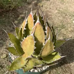 2025年最新】アガベ 大型の人気アイテム - メルカリ