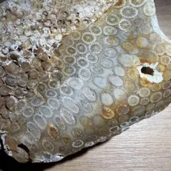 特大　コーラルアゲート　瑪瑙化珊瑚