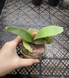 goul4711様 リクエスト 2点 まとめ商品